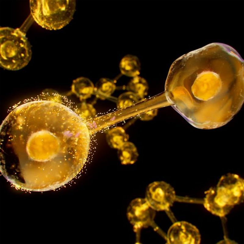 Excellageᴺᵀ Crème 50 ml